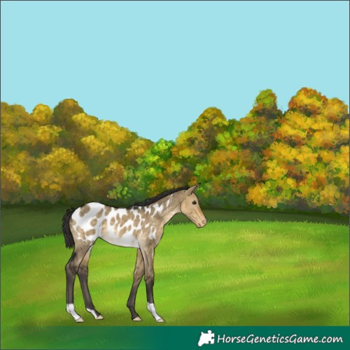 Horse Color:Buckskin Dun Appaloosa