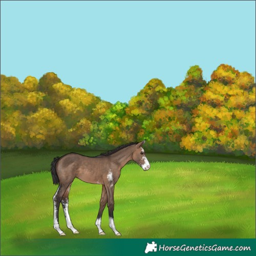 Horse Color:Brown Dun Sabino