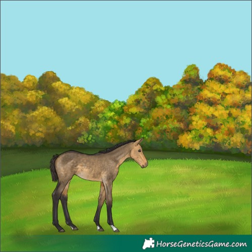 Horse Color:Buckskin Dun
