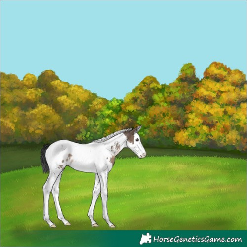Horse Color:Brown Dun Splash Tobiano Appaloosa Rabicano