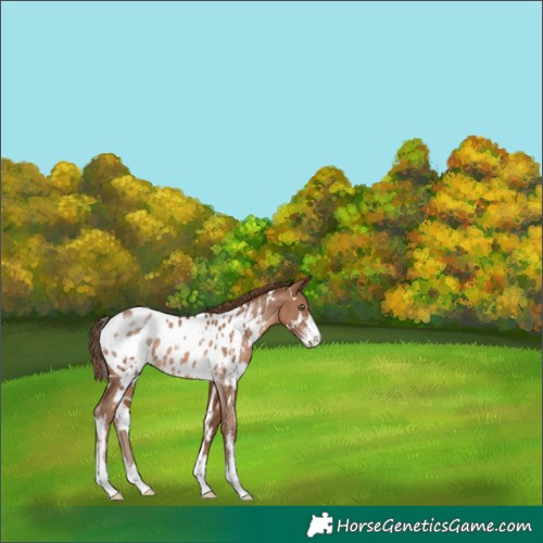 Horse Color:White Spotted Brown Pearl Sabino Appaloosa Rabicano
