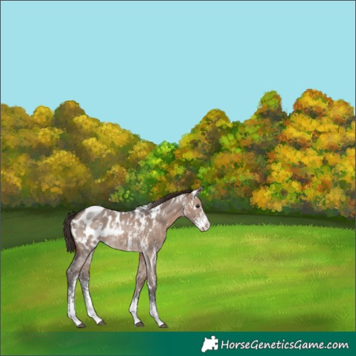 Horse Color:White Spotted Brown Dun Sabino Appaloosa Rabicano