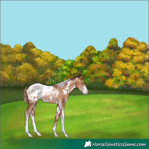 Horse Color:White Spotted Brown Pearl Sabino Appaloosa Rabicano