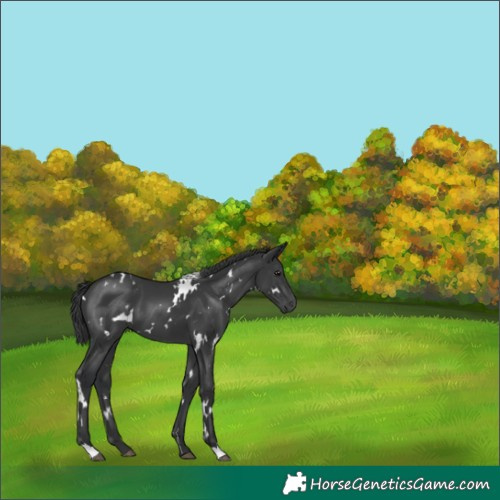 Horse Color:White Spotted Black 