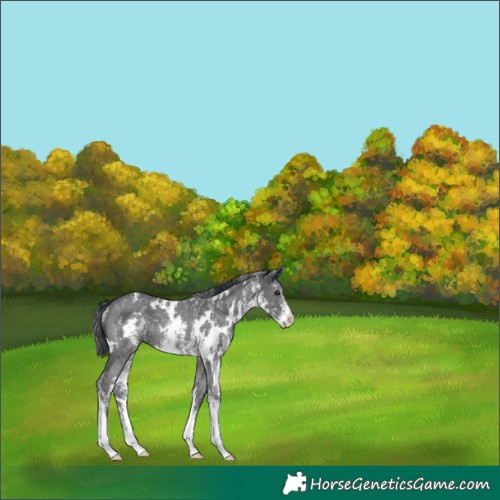 Horse Color:White Spotted Black Sabino Rabicano
