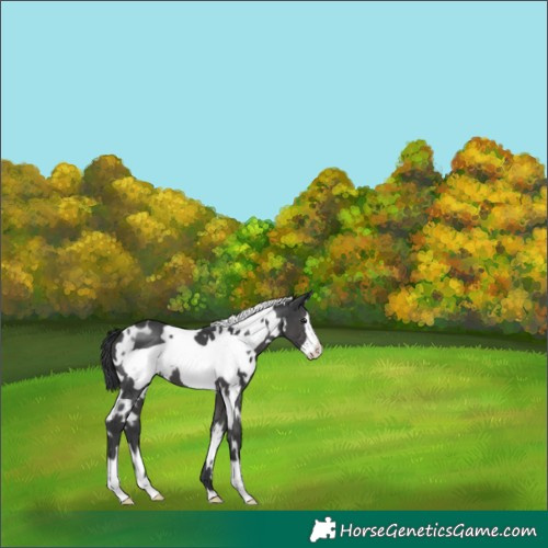 Horse Color:White Spotted Black Frame