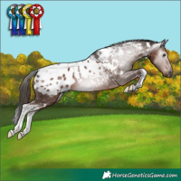 Horse Color:Gray White Spotted Liver Chestnut Tobiano Blanket