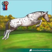 Horse Color:Gray White Spotted Liver Chestnut Tobiano Appaloosa 