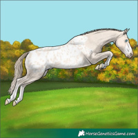 Horse Color:Perlino Appaloosa Rabicano 
