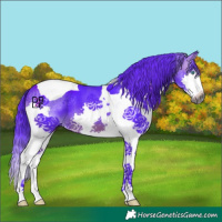 Horse Color:Gray Watercolor Bay Splash Tobiano