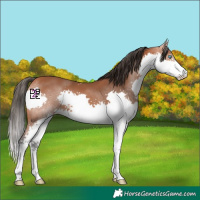 Horse Color:Bay Splash