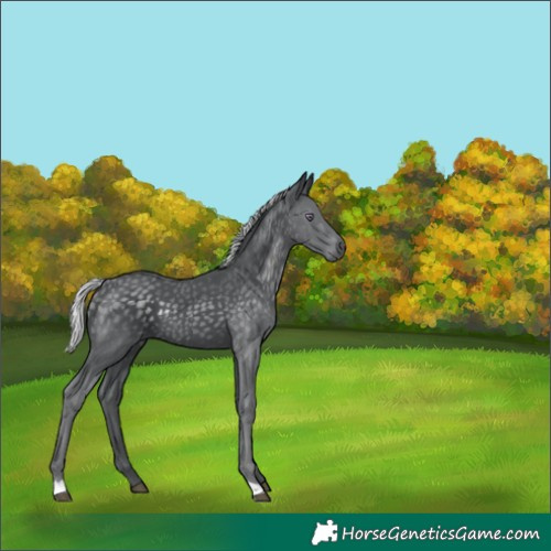 Horse Color:Silver Black Chinchilla 