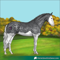 Horse Color:Silver Black Chinchilla Splash 
