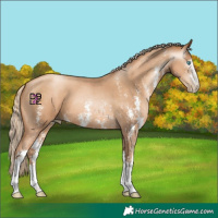 Horse Color:Gray Gold Champagne Pearl Sabino 