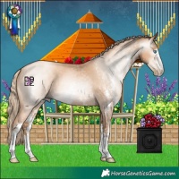 Horse Color:Gray Gold Champagne Pearl Sabino 