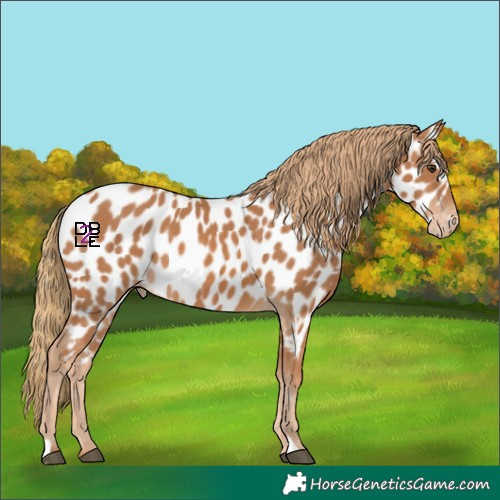 Horse Color:Chestnut Appaloosa 