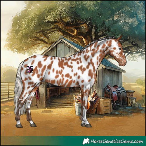 Horse Color:Silver Bay Tobiano Appaloosa 