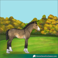 Horse Color:Buckskin Dun