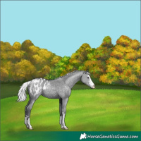 Horse Color:Silver Grullo Chinchilla Blanket