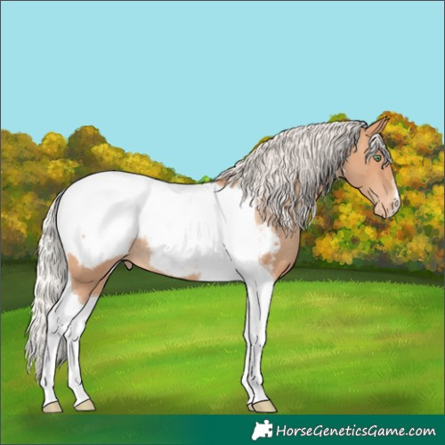 Horse Color:Silver Amber Champagne Tobiano Snowcap Rabicano 