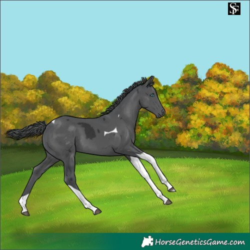 Horse Color:Black Merle Tobiano 