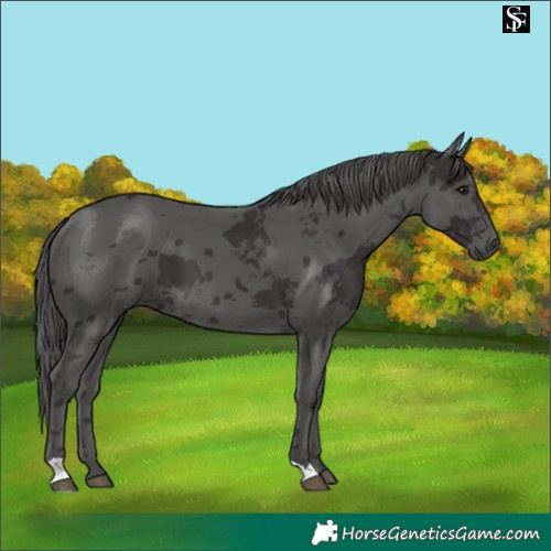 Horse Color:Smoky Black Merle 