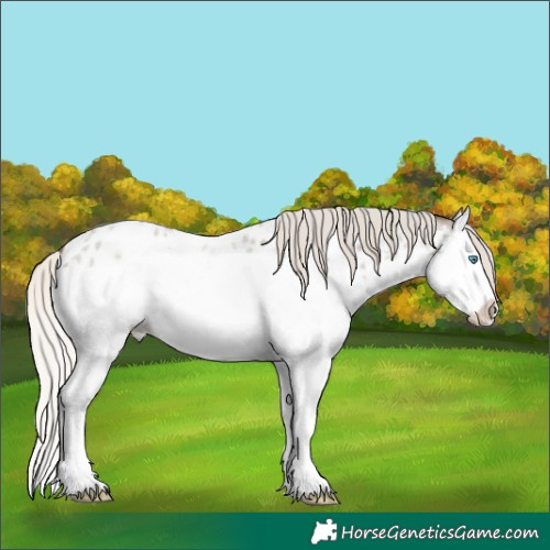 Horse Color:Silver Smoky Blue Roan Splash Appaloosa