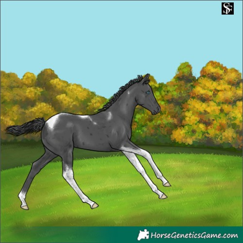 Horse Color:Black Merle Tobiano 