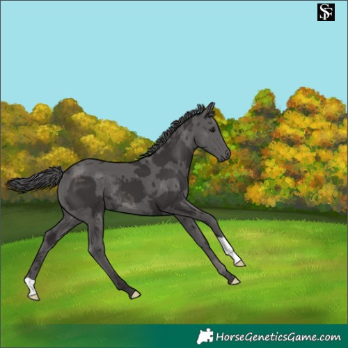 Horse Color:Smoky Black Merle 