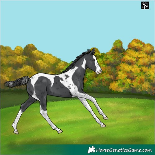 Horse Color:Black Merle Splash Tobiano 