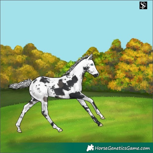 Horse Color:Black Harlequin Merle 