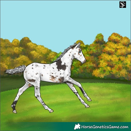 Horse Color:Buckskin Harlequin Merle 