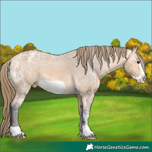 Horse Color:Buckskin Ice Frame Appaloosa 