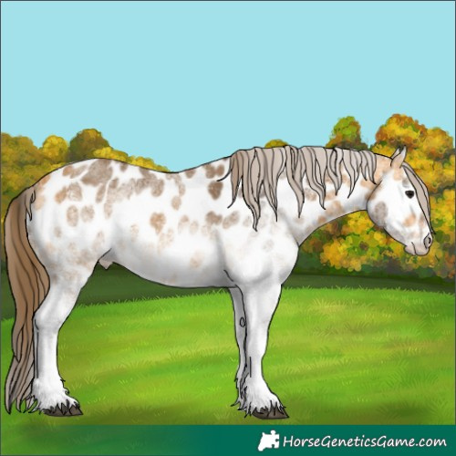 Horse Color:White Spotted Buckskin Near Leopard