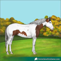 Horse Color:Bay Splash Tobiano