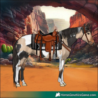 Horse Color:Smoky Black Tobiano  and Bay Dun Tobiano 