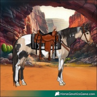 Horse Color:Smoky Black Tobiano  and Bay Dun Tobiano 