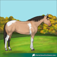 Horse Color:Bay Dun Tobiano