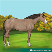 Horse Color:Classic Champagne