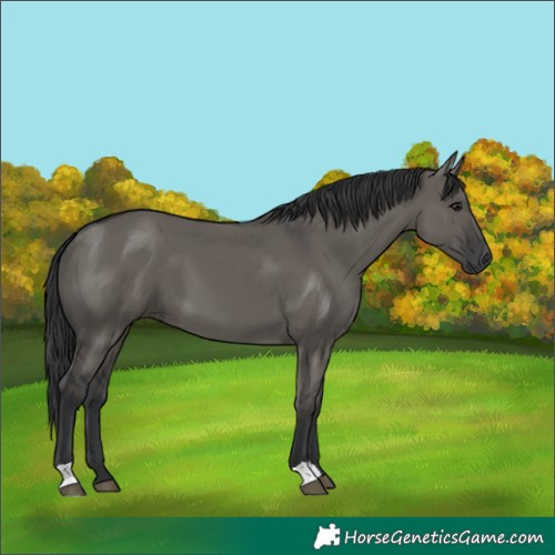 Horse Color:Grullo 