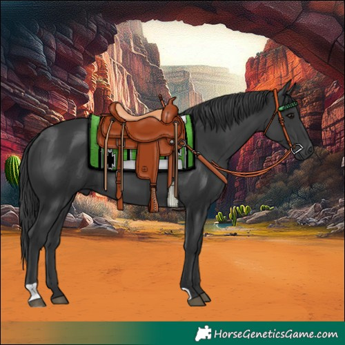 Horse Color:Black 