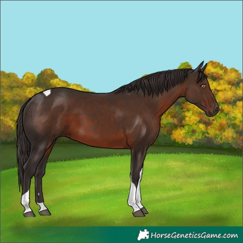 Horse Color:Liver Chestnut Tobiano