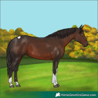 Horse Color:Liver Chestnut Tobiano