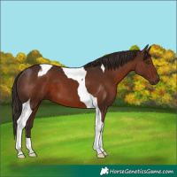 Horse Color:Liver Chestnut Tobiano 