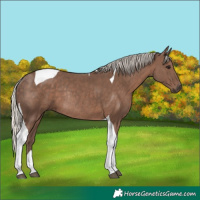 Horse Color:Silver Black Tobiano Rabicano