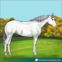 Horse Color:White Spotted Black Tobiano