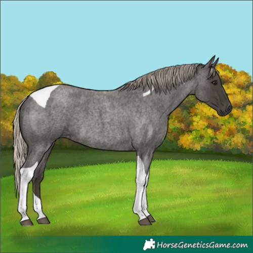 Horse Color:Gray Silver Blue Roan Tobiano 