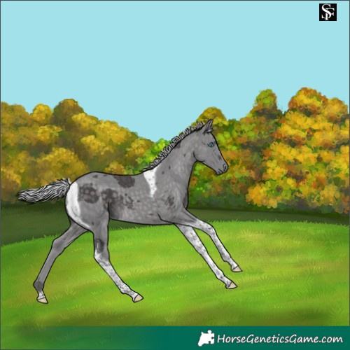 Horse Color:Platinum Silver Buckskin Merle Tobiano 