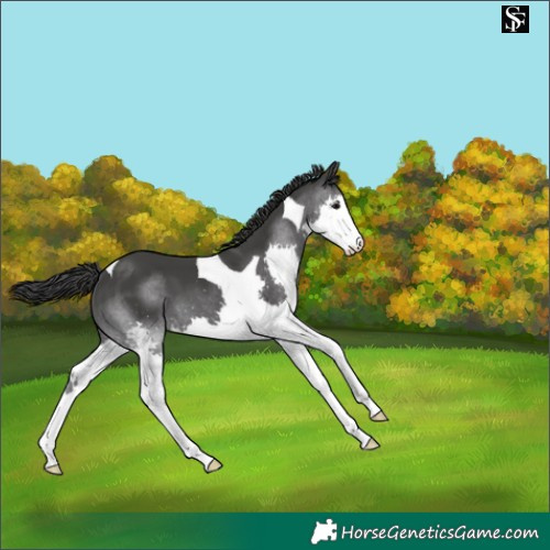 Horse Color:Black Splash Tobiano 