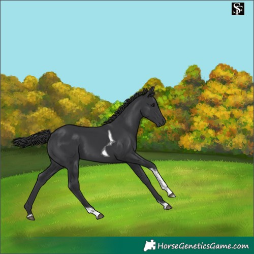 Horse Color:Black Tobiano 
